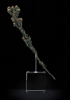 Leucadendron+linifolium