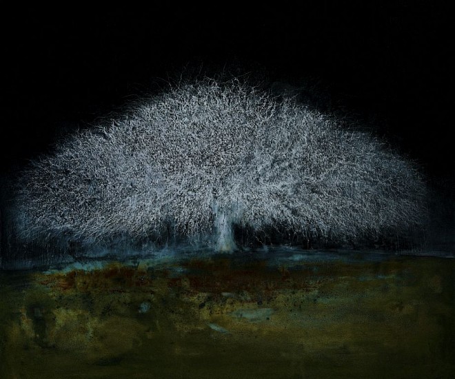GAIL CATLIN, NIGHT TREE
2019, C-type Photographic print on Fujicolour Crystal Archive Pearl Paper, mounted on Diasec