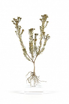 Leucodendron pubescence white