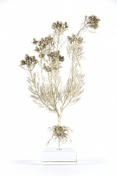 Serruria florida white