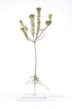 Serruria villosa white