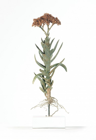 NIC BLADEN, CRASSULA FALCATA
2023, Bronze