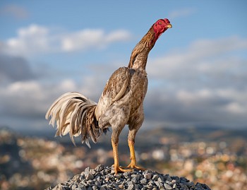 WORDPRESS ONLINE Zidane. Volomboahirana.11 May 2023 DSF3466 4 Final 8bit Tiff sharpend normal view less compensated print layer flatten website