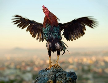 Tapaka standing on volcanic rock at sunrise. Masira breed, Ankatso city, Malagasy cockerel, Madagascar. 17 May 2023 post file website