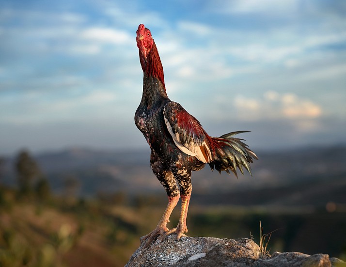 DANIEL NAUDÉ, BAIN (MEANING PAPA). MARA BREED, MALAGASY COCKEREL, IMERINKASINA AREA, MADAGASCAR, 12 MAY 2023
ARCHIVAL PIGMENT INK PRINT ON MUSEUM PAPER