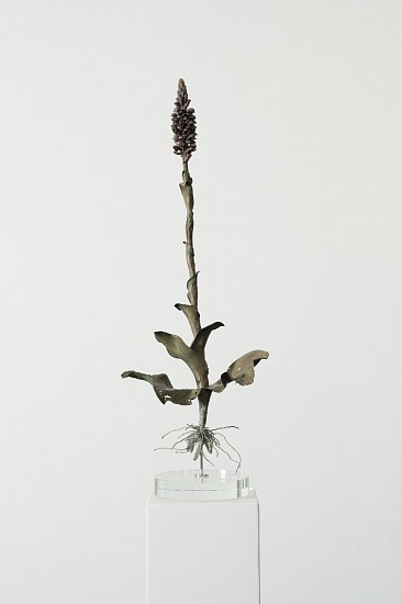 NIC BLADEN, SATYRIUM CARNEUM
2025, Bronze
