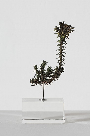 NIC BLADEN, OEDORA CAPENSIS
2025, Bronze