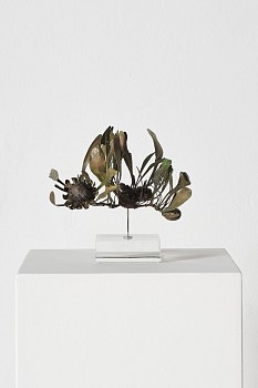 everard read 17 11 2026 nic bladen protea acaulus l lr