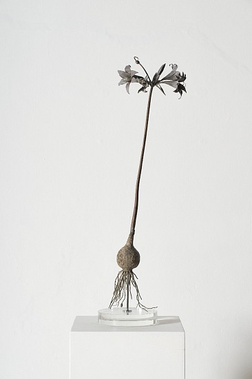NIC BLADEN, AMARYLLIS BELLADONNA
2025, Bronze
