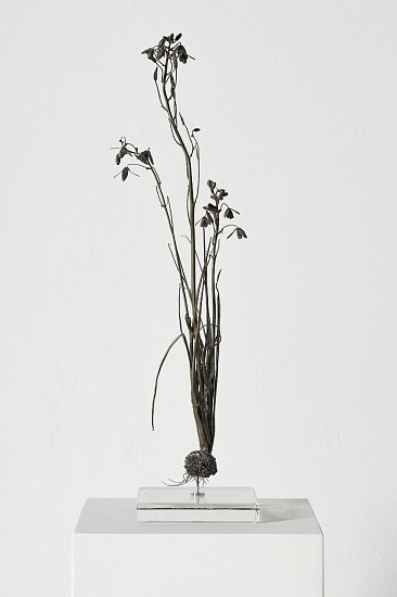NIC BLADEN, ALBUCA FLACIDA
2025, Bronze