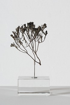 everard read 17 11 2026 nic bladen diosma sp. lr