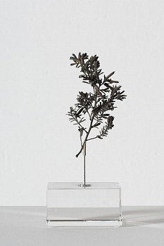 everard read 17 11 2026 nic bladen indigofera brachystacha lr