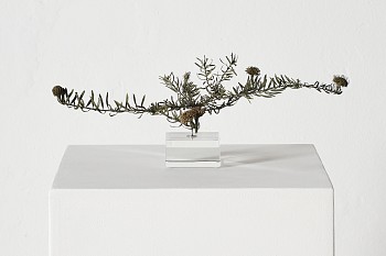 everard read 17 11 2026 nic bladen leucospermum prostratum lr