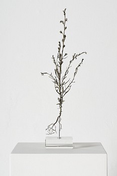 everard read 17 11 2026 nic bladen manulea cheiranthus lr