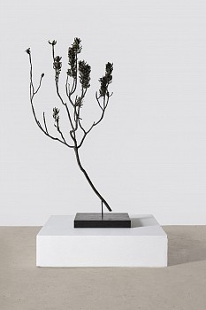 everard read 17 11 2026 nic bladen mimetes cucullatus l lr