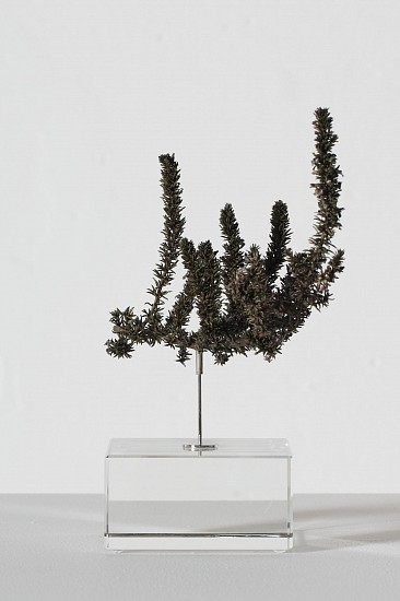 NIC BLADEN, MURALTIA FILIFORMIS
2025, Bronze